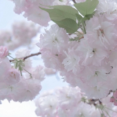 察哈尔右翼后旗福瑞交流群